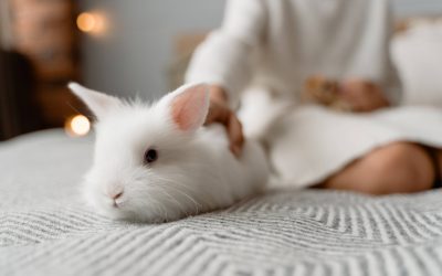 Tips and Guide for Beginners in Caring for A Pet Rabbit