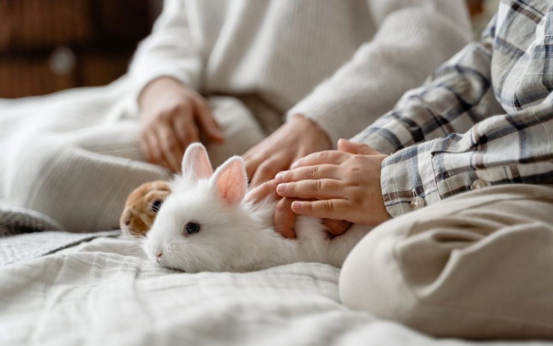 people petting rabbit considerations when adopting a rabbit